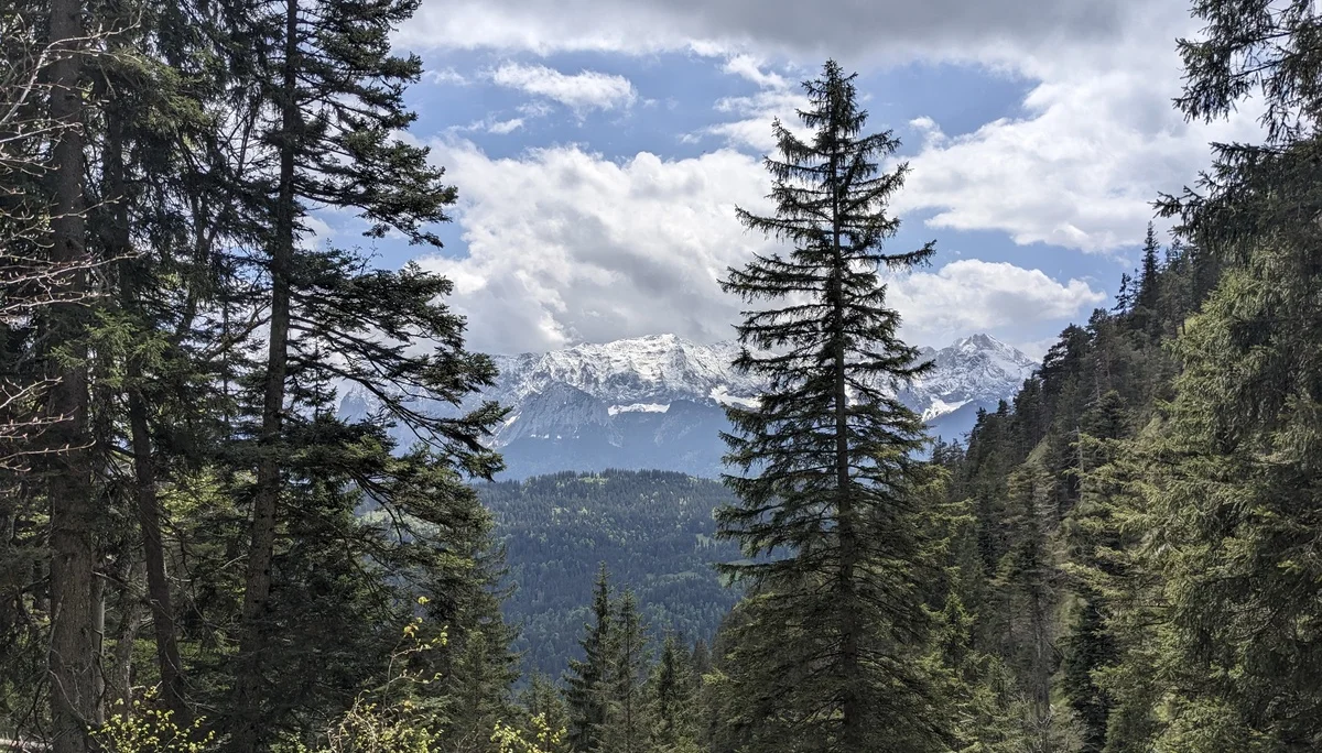 Blick auf schneebedeckte Berge hinter einem dichten Nadelwald unter bewölktem Himmel | © Christoph Maier