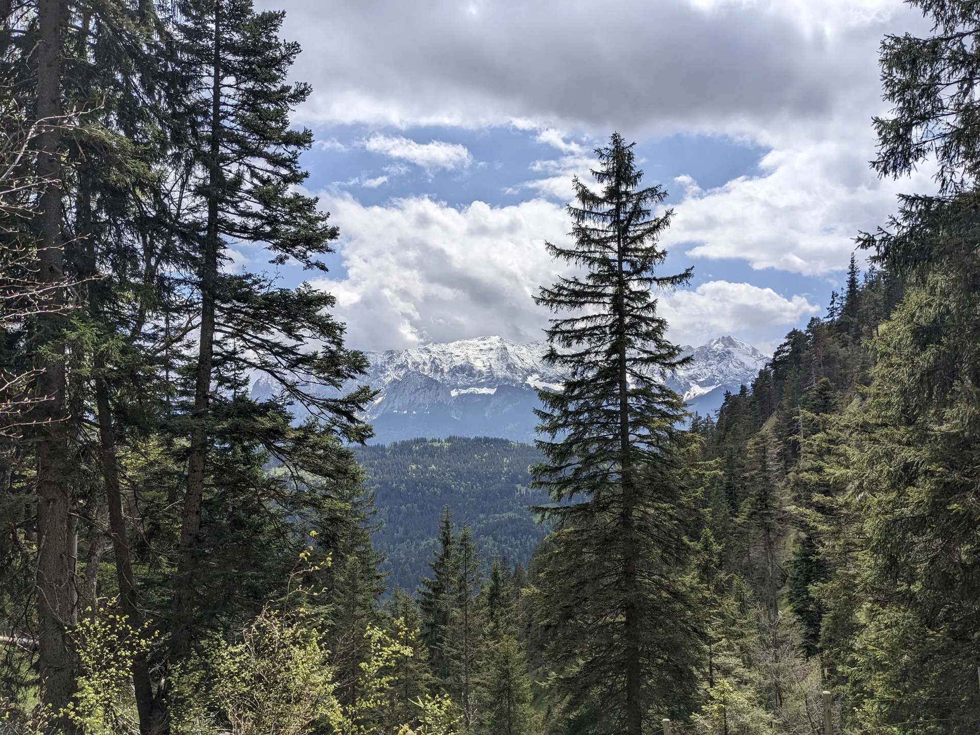 Blick auf schneebedeckte Berge hinter einem dichten Nadelwald unter bewölktem Himmel | © DAV Sektion Geltendorf
