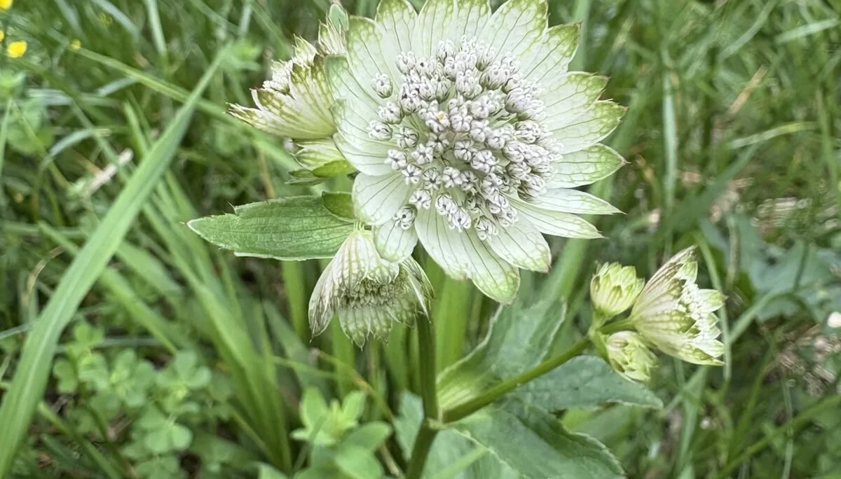 Nahaufnahme einer weißen Blume mit grünen Blättern und kleinen Blütenknospen im Gras | © Sylvia Summerer