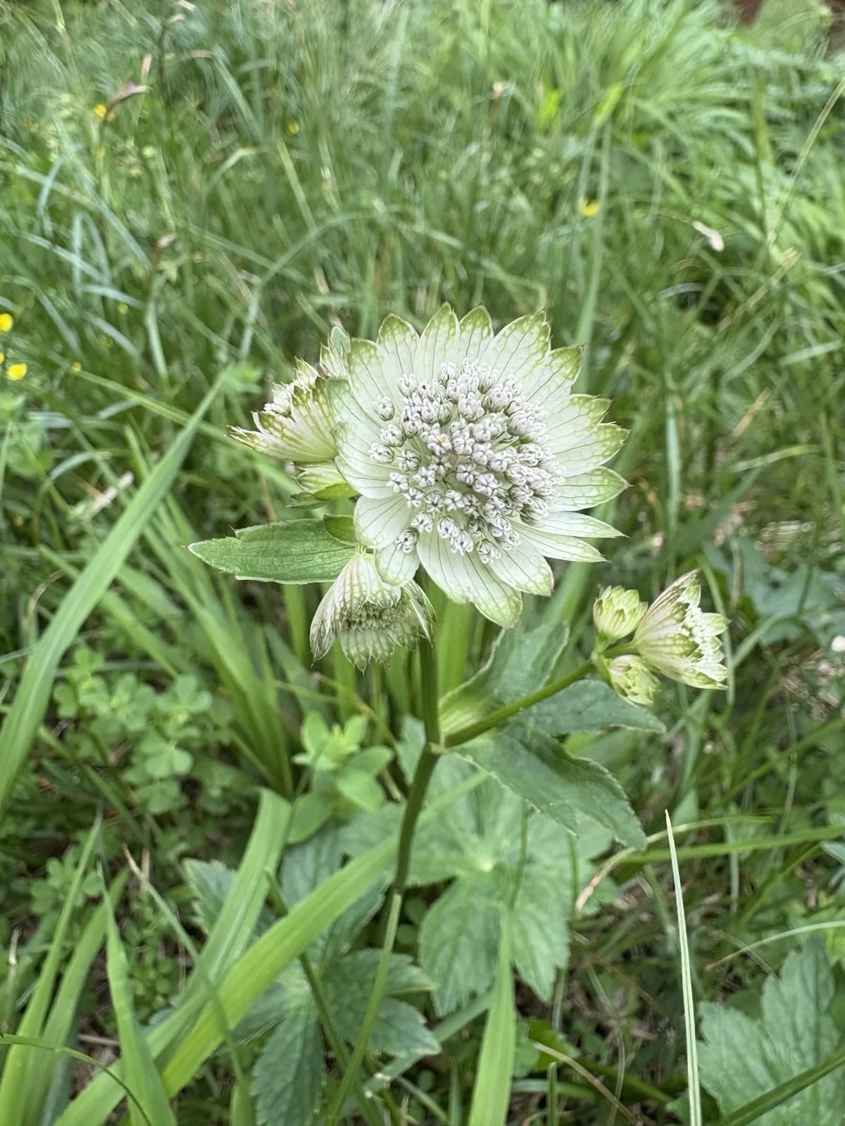 Nahaufnahme einer weißen Blume mit grünen Blättern und kleinen Blütenknospen im Gras | © Sylvia Summerer
