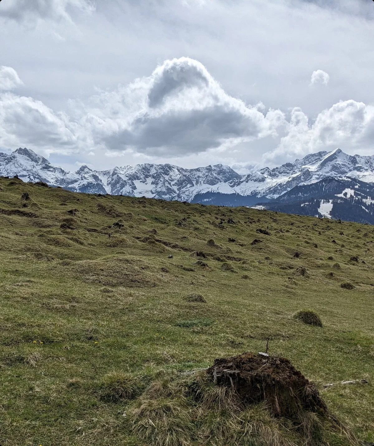 Grüne Almwiese mit Baumstumpf im Vordergrund, dahinter schneebedeckte Alpen unter bewölktem Himmel | © DAV Sektion Geltendorf