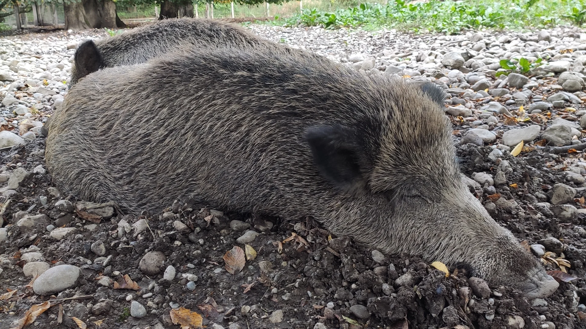 Landsberger Wildpark Wildschwein liegt auf kiesigem Boden  | © DAV Sektion Geltendorf