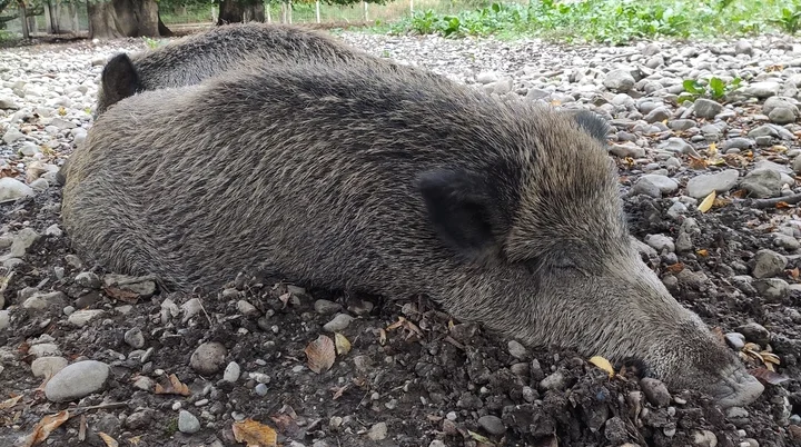 Landsberger Wildpark Wildschwein liegt auf kiesigem Boden  | © DAV Sektion Geltendorf