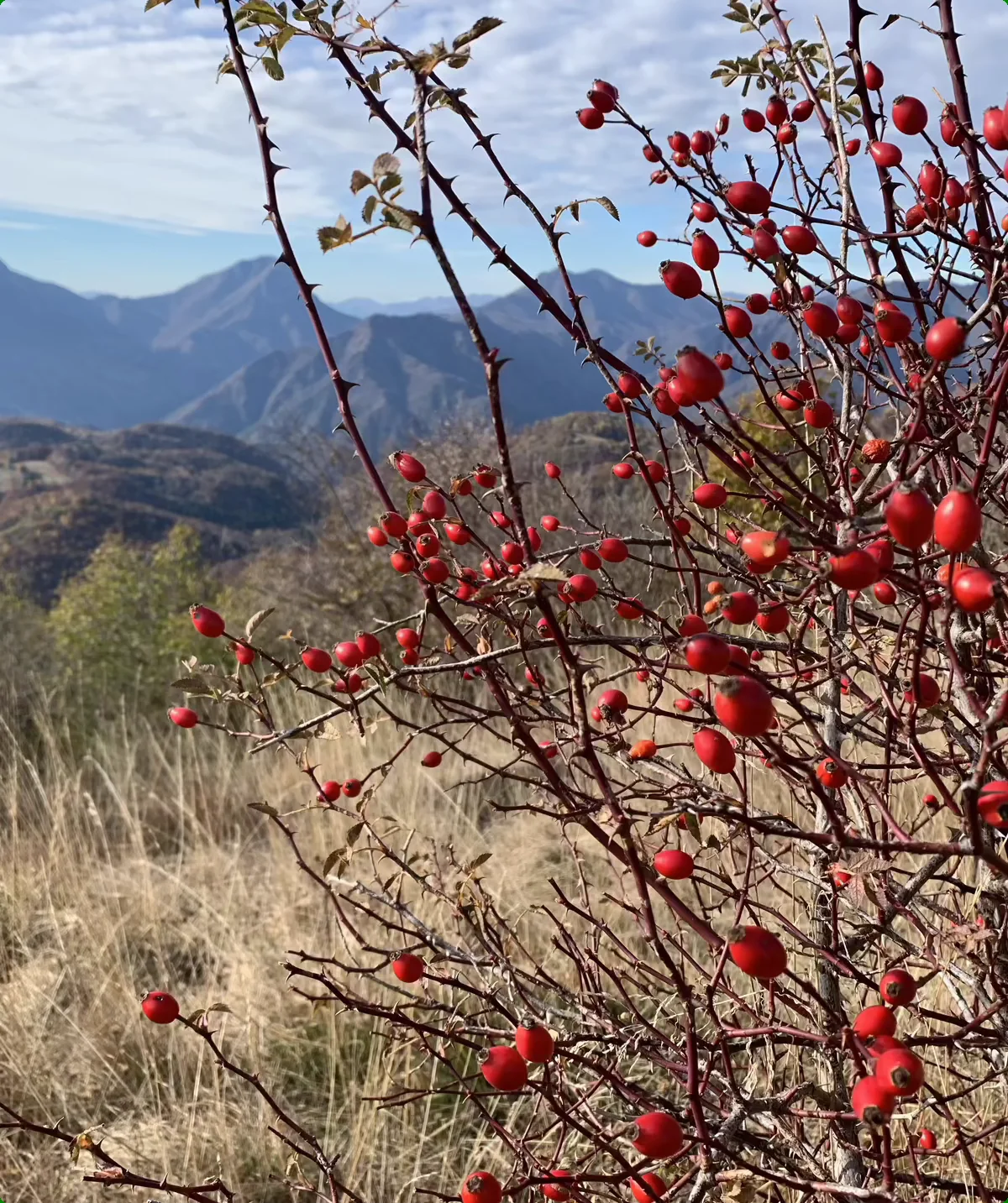 Rote Hagebutten an einem Strauch vor Berglandschaft mit blauem Himmel | © DAV Sektion Geltendorf
