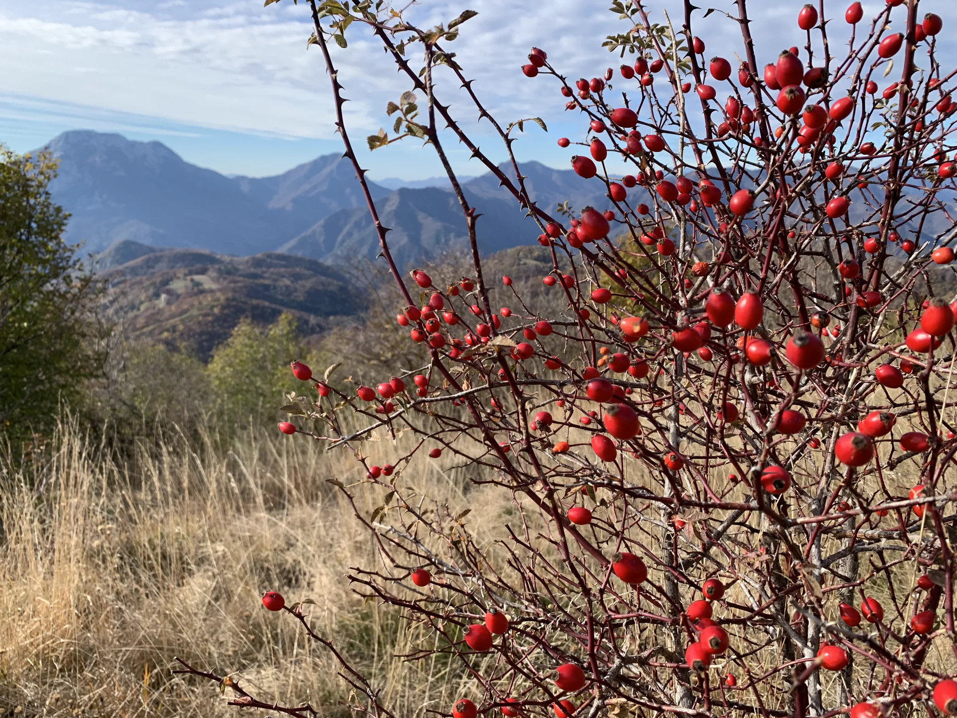 Rote Hagebutten an einem Strauch vor Berglandschaft mit blauem Himmel | © DAV Sektion Geltendorf