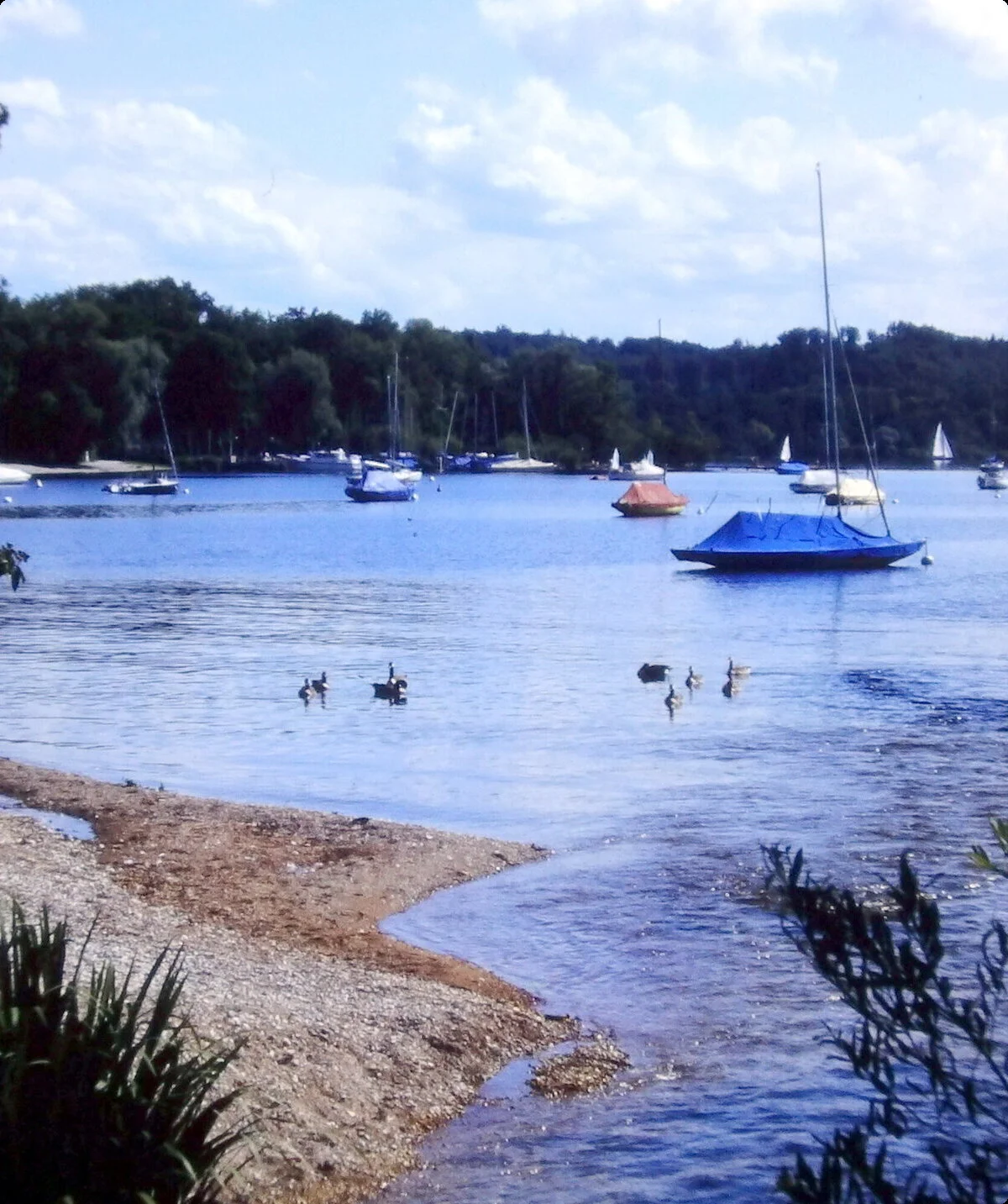 Blick auf den Ammersee mit mehreren Segelbooten auf dem Wasser und Enten am Ufer | © Hartmut Engel