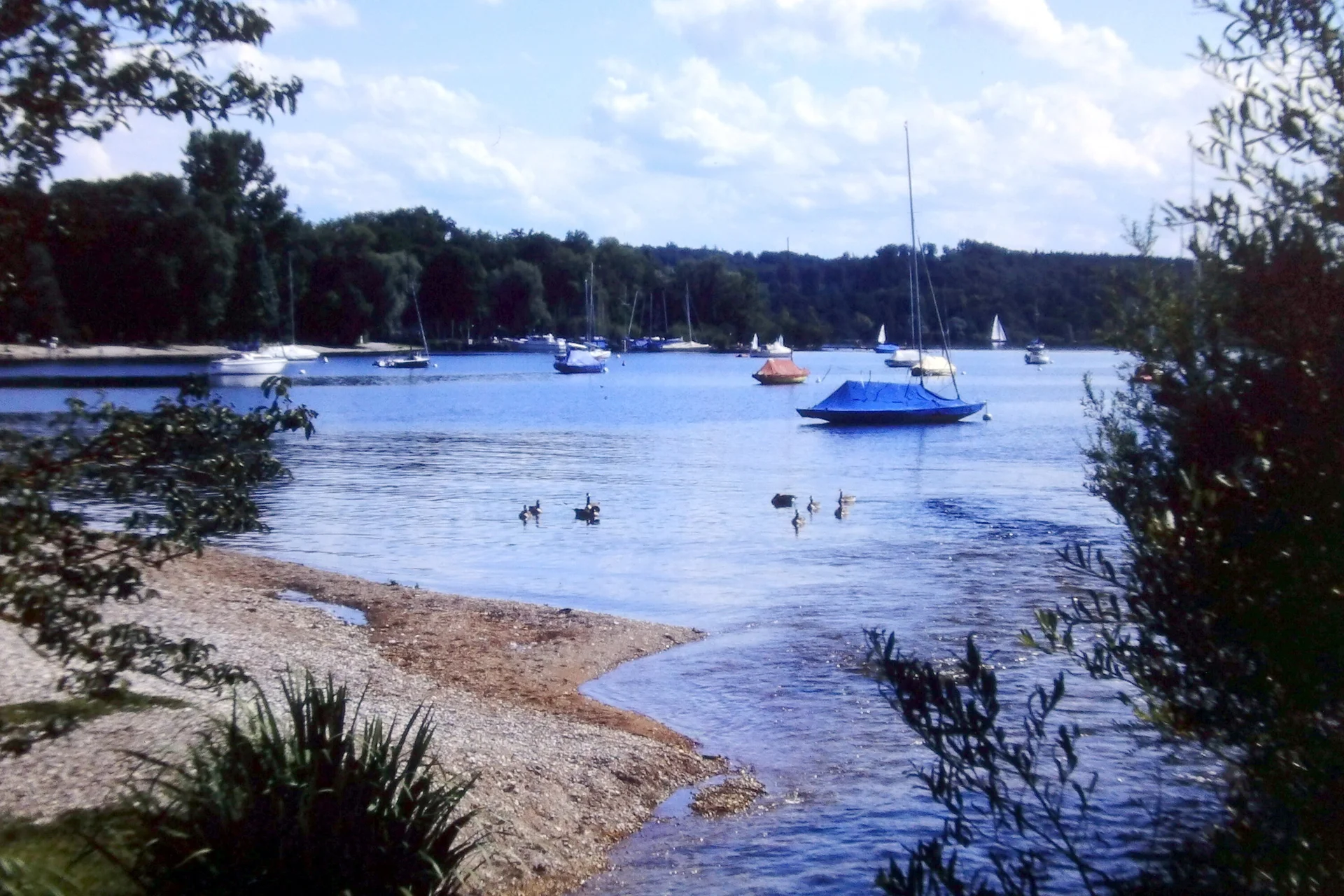Blick auf den Ammersee mit mehreren Segelbooten auf dem Wasser und Enten am Ufer | © Hartmut Engel